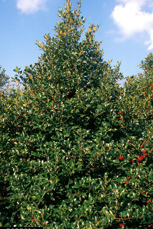  Wirt L. Winn Holly (Ilex X Koehneana) - 3 Gallon Pot