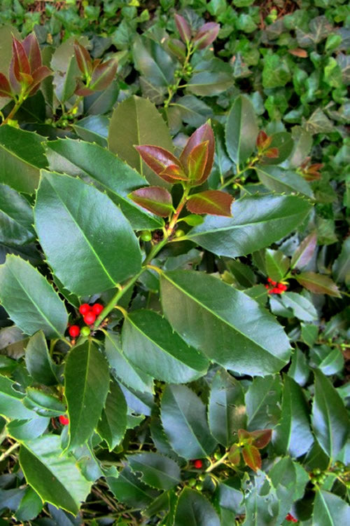  Wirt L. Winn Holly (Ilex X Koehneana) - 3 Gallon Pot