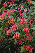  Alabama Crimson Red Trumpet Honeysuckle - 2 Gallon Pot