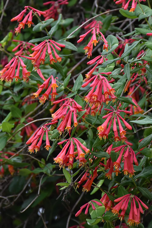  Alabama Crimson Red Trumpet Honeysuckle - 2 Gallon Pot