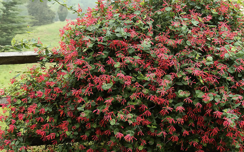  Alabama Crimson Red Trumpet Honeysuckle - 5 Gallon Pot