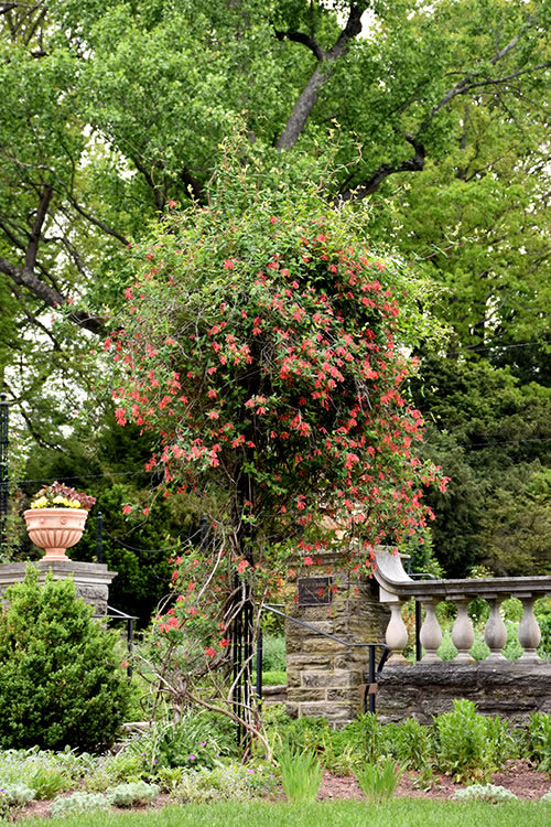  Alabama Crimson Red Trumpet Honeysuckle - 2 Gallon Pot