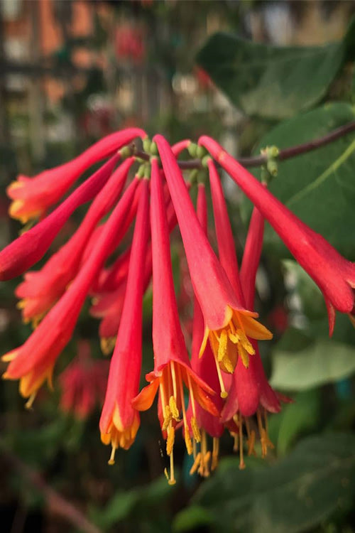  Alabama Crimson Red Trumpet Honeysuckle - 2 Gallon Pot