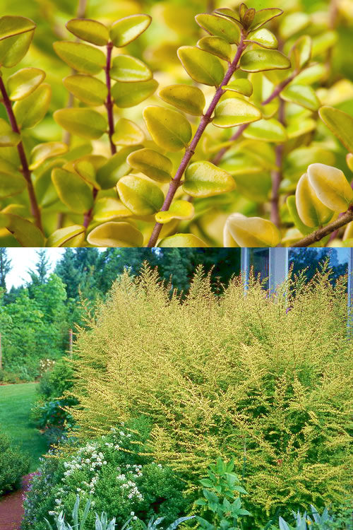  Baggesens Gold Box Leaf Honeysuckle - Quart Pot