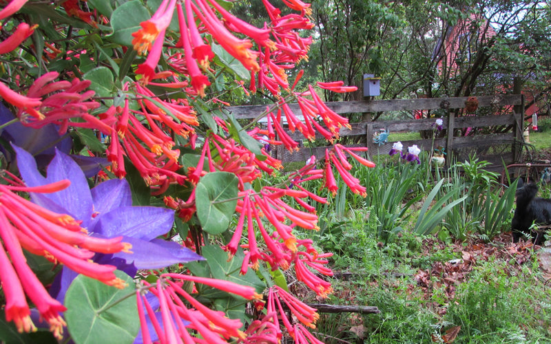  Alabama Crimson Red Trumpet Honeysuckle - 2 Gallon Pot