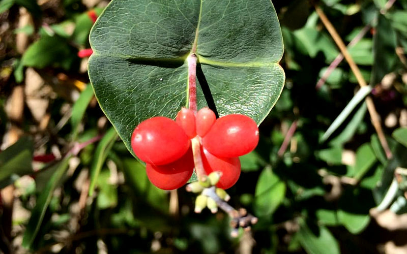  Alabama Crimson Red Trumpet Honeysuckle - 2 Gallon Pot