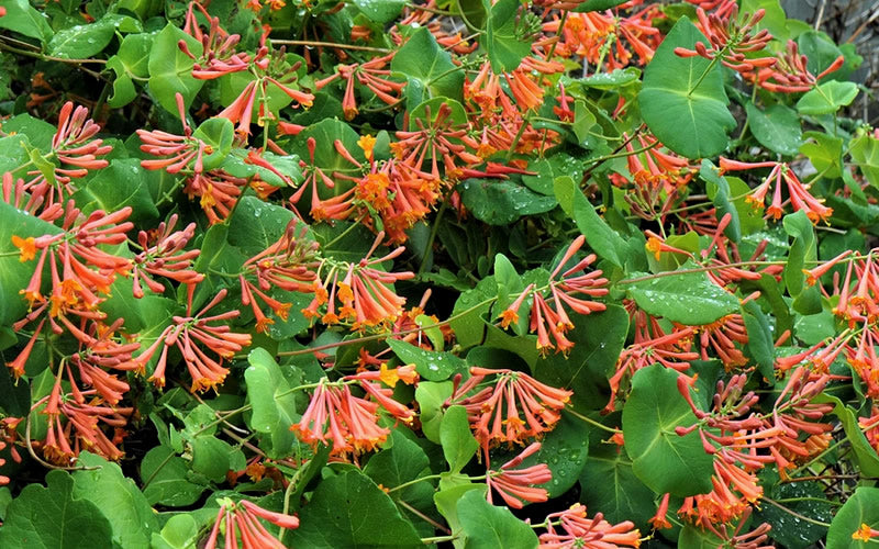  Flaming Red Honeysuckle Vine - Lonicera X Brownii 'Dropmore Scarlet' - 1 Gallon Pot