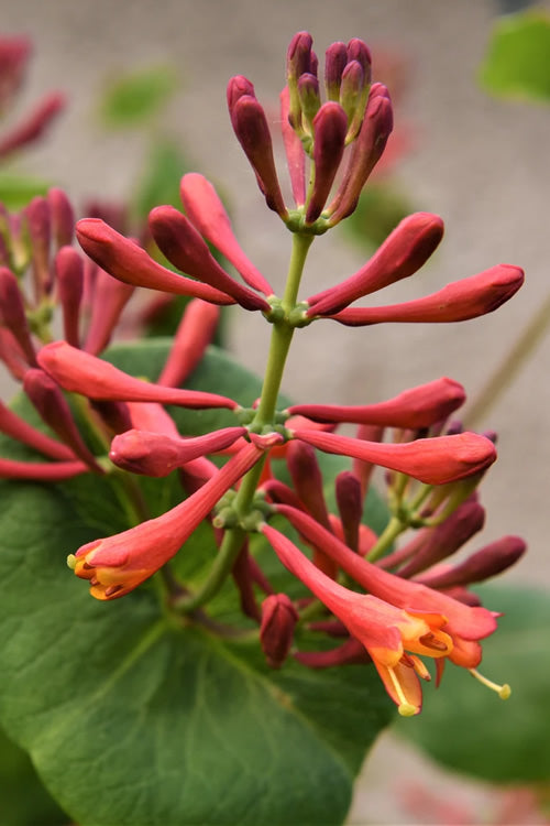  Flaming Red Honeysuckle Vine - Lonicera X Brownii 'Dropmore Scarlet' - 1 Gallon Pot