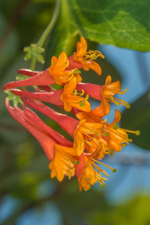  Flaming Red Honeysuckle Vine - Lonicera X Brownii 'Dropmore Scarlet' - 1 Gallon Pot
