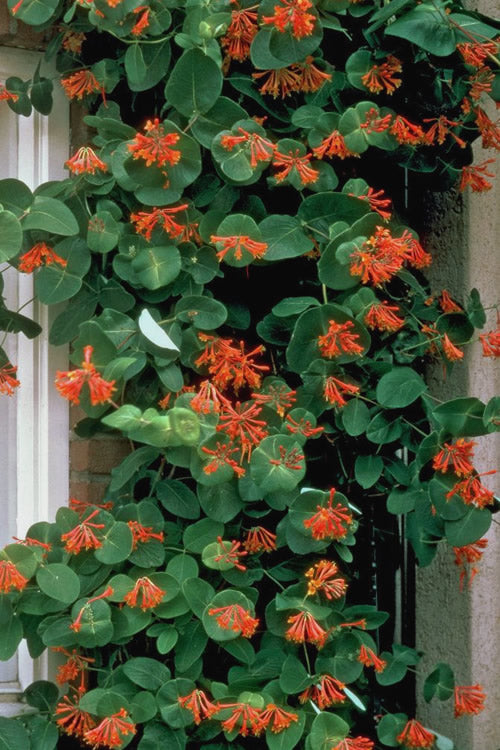  Flaming Red Honeysuckle Vine - Lonicera X Brownii 'Dropmore Scarlet' - 3 Gallon Pot