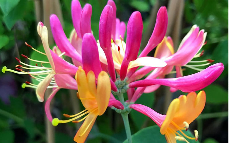  Gold Flame Fragrant Honeysuckle Vine - Lonicera X Heckrottii - 3 Gallon Pot