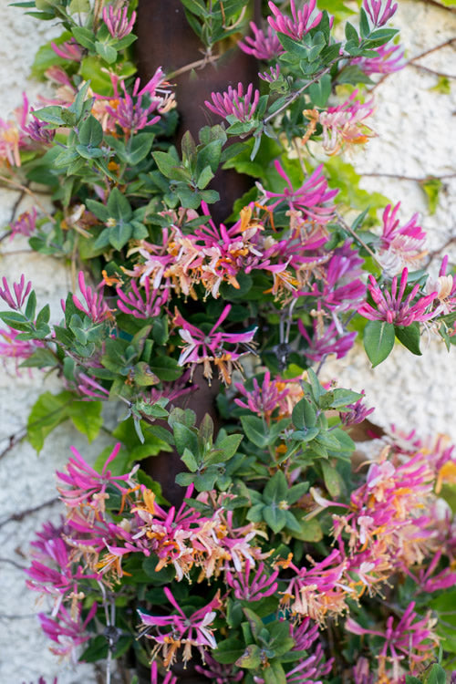  Gold Flame Fragrant Honeysuckle Vine - Lonicera X Heckrottii - 3 Gallon Pot