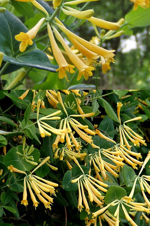  John Clayton Yellow Honeysuckle Vine - 1 Gallon Pot