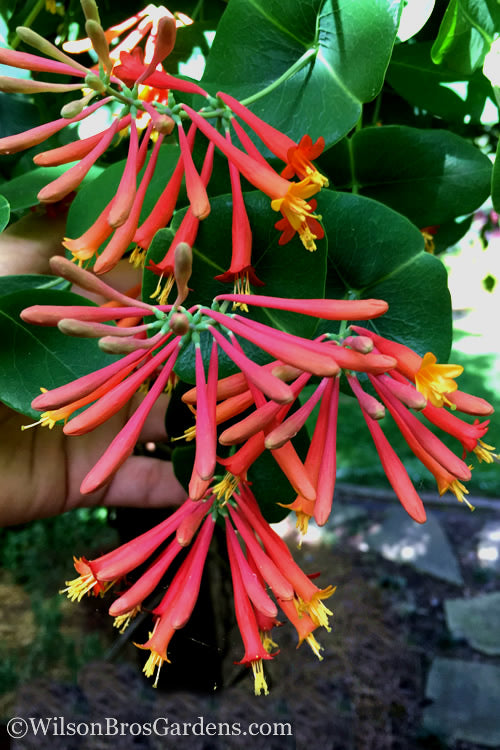  Major Wheeler Red Trumpet Honeysuckle - 1 Gallon Pot (On Stake)