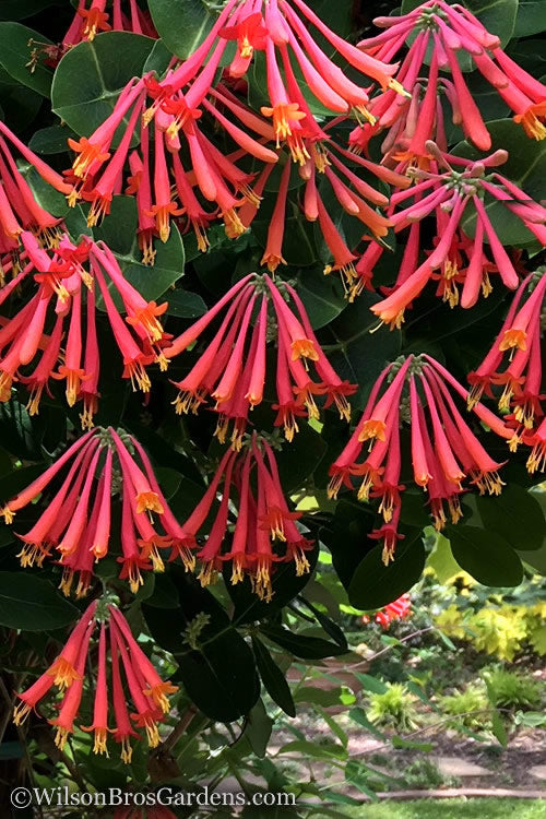  Major Wheeler Red Trumpet Honeysuckle - 1 Gallon Pot (On Stake)