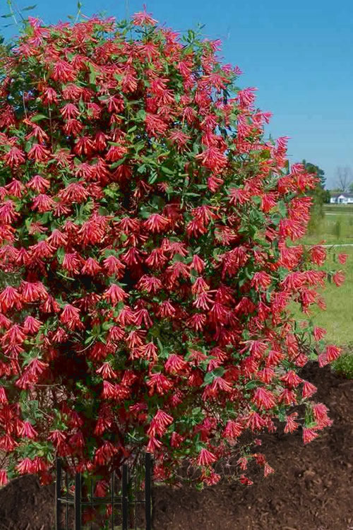  Major Wheeler Red Trumpet Honeysuckle - 6-Pack Of 1 Gallon Pots (On Stake)