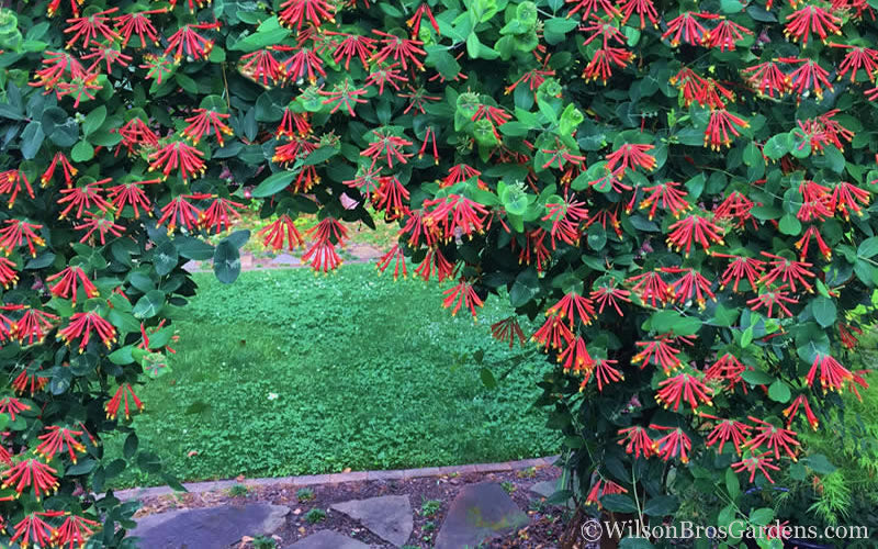  Major Wheeler Red Trumpet Honeysuckle - 1 Gallon Pot (On Stake)
