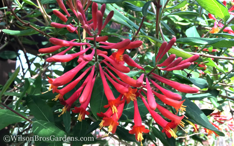  Major Wheeler Red Trumpet Honeysuckle - 6-Pack Of 1 Gallon Pots (On Stake)