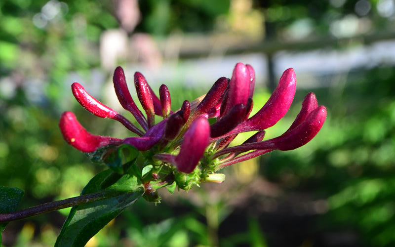  Peaches & Cream Fragrant Honeysuckle (Lonicera Periclymenum) - 6 Pack Of 1 Gallon Pots