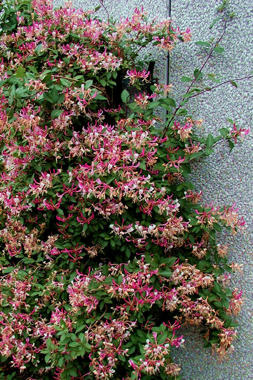  Peaches & Cream Fragrant Honeysuckle (Lonicera Periclymenum) - 1 Gallon Pot