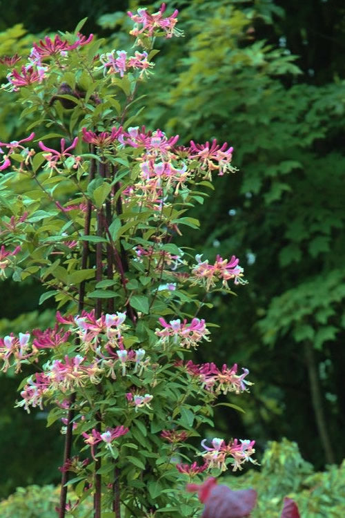  Peaches & Cream Fragrant Honeysuckle (Lonicera Periclymenum) - 1 Gallon Pot