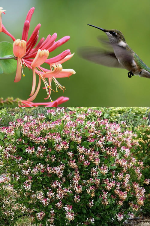  Peaches & Cream Fragrant Honeysuckle (Lonicera Periclymenum) - 6 Pack Of 1 Gallon Pots