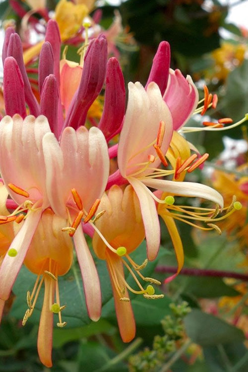  Peaches & Cream Fragrant Honeysuckle - Lonicera Periclymenum - 2.5 Gallon Pot