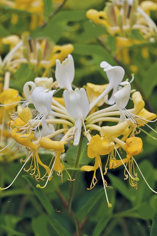  Scentsation Fragrant Yellow Honeysuckle - Lonicera Periclymenum - 3 Gallon Pot