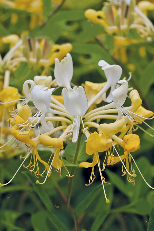  Scentsation Fragrant Yellow Honeysuckle - Lonicera Periclymenum - 3 Gallon Pot