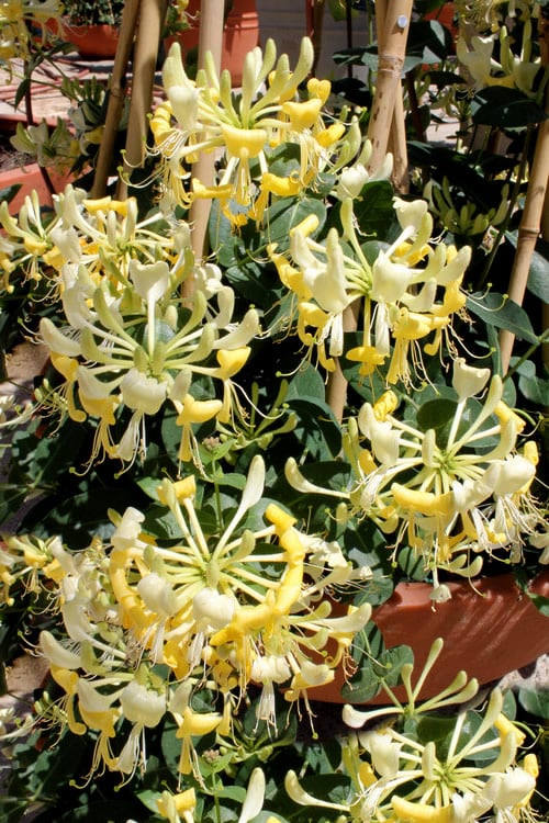  Scentsation Fragrant Yellow Honeysuckle - Lonicera Periclymenum - 3 Gallon Pot