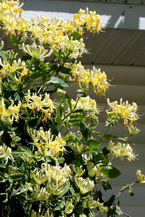  Scentsation Fragrant Yellow Honeysuckle - Lonicera Periclymenum - 3 Gallon Pot