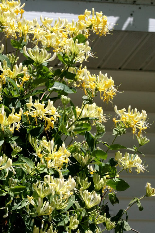  Scentsation Fragrant Yellow Honeysuckle - Lonicera Periclymenum - 3 Gallon Pot