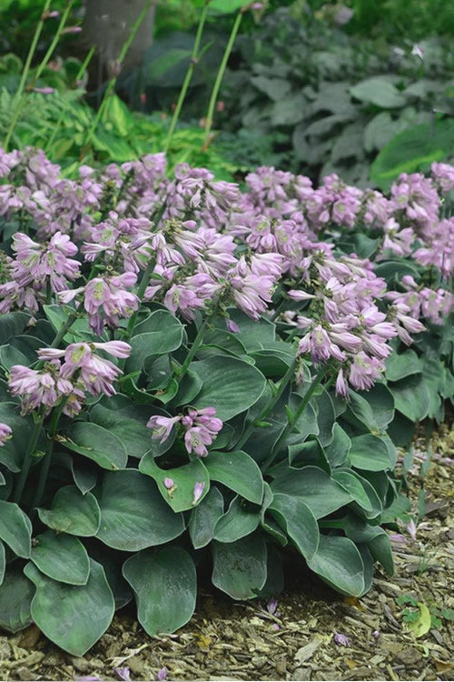  Blue Mouse Ears Hosta Lily - 5 Pack Of Quart Pots