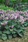  Blue Mouse Ears Hosta Lily - 5 Pack Of Quart Pots
