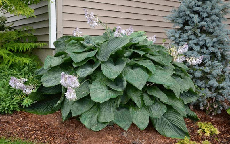  Empress Wu Giant Hosta Lily - 2 Gallon Pot