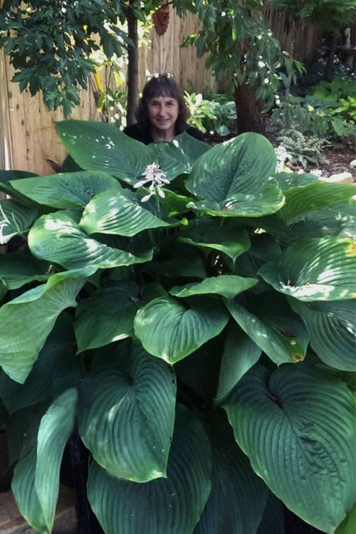  Empress Wu Giant Hosta Lily - 2 Gallon Pot