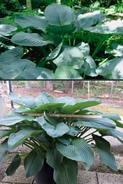 Empress Wu Giant Hosta Lily - 1 Gallon Pot