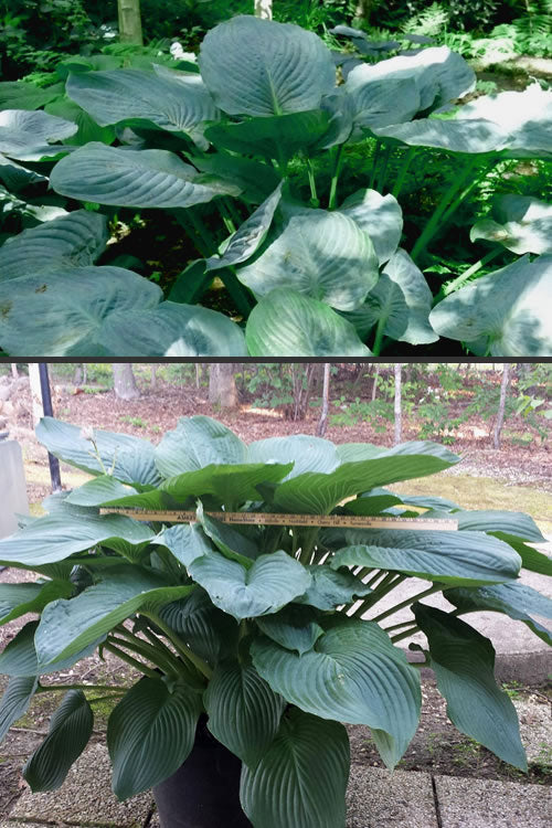  Empress Wu Giant Hosta Lily - 2.5 Quart Pot