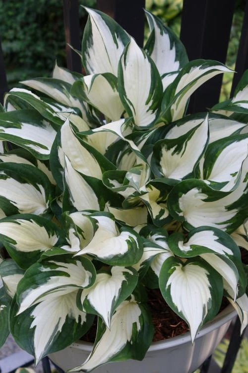  Fire & Ice Hosta Lily - 2.5 Quart Pot