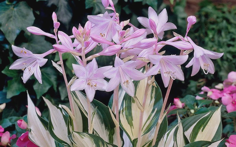  Fire & Ice Hosta Lily - 2.5 Quart Pot
