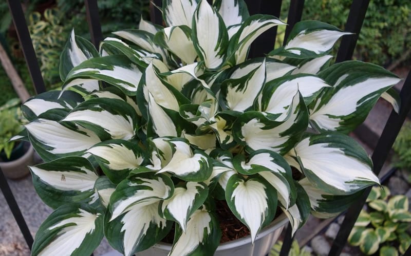  Fire & Ice Hosta Lily - 1 Gallon Pot