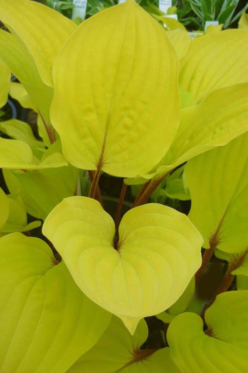  Fire Island Hosta Lily - 1 Gallon Pot