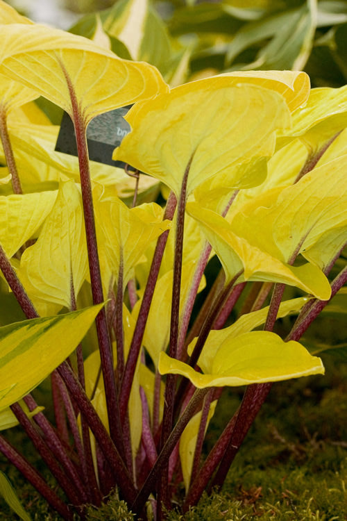  Fire Island Hosta Lily - 1 Gallon Pot
