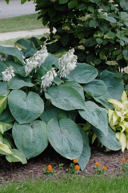  Sieboldiana Elegans Hosta Lily - 1 Gallon Pot