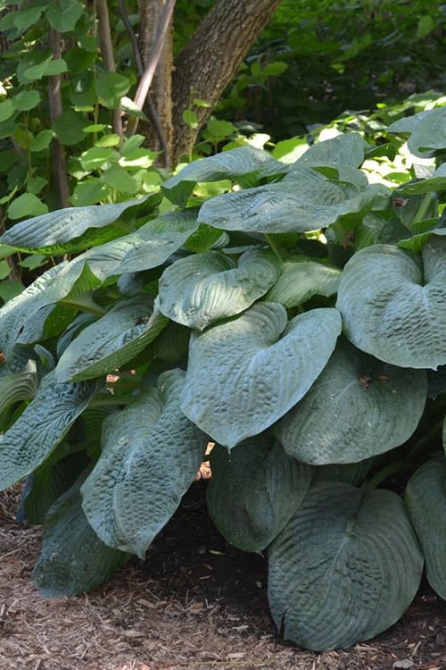  Sieboldiana Elegans Hosta Lily - 1 Gallon Pot