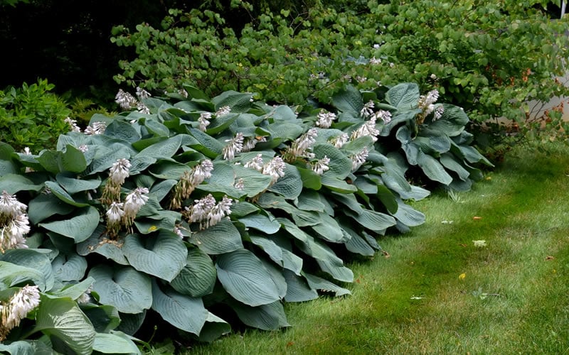  Sieboldiana Elegans Hosta Lily - 1 Gallon Pot