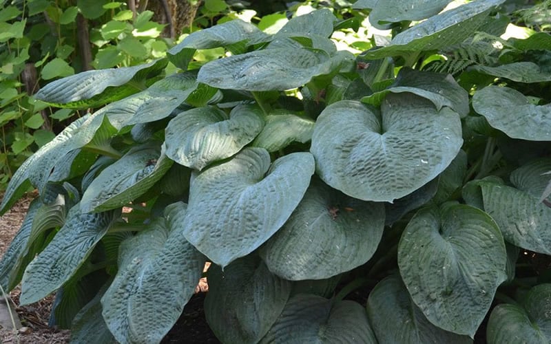  Sieboldiana Elegans Hosta Lily - 1 Gallon Pot
