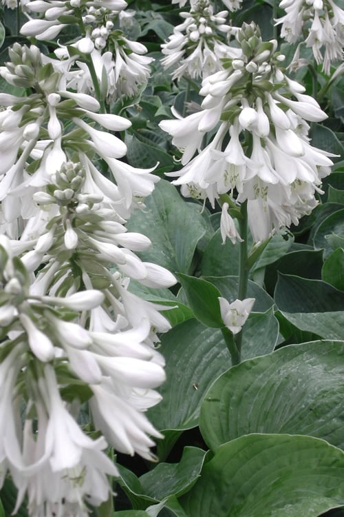  Sieboldiana Elegans Hosta Lily - 1 Gallon Pot