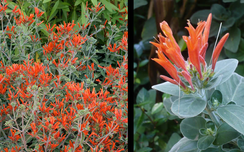  Uruguayan Firecracker Hummingbird Plant (Dicliptera Suberecta) - 3 Pack Of Quart Pots