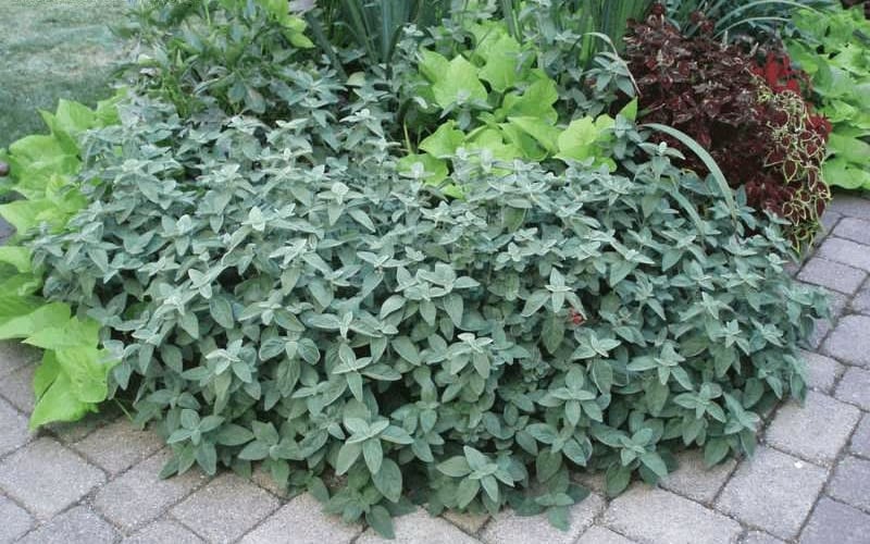  Uruguayan Firecracker Hummingbird Plant (Dicliptera Suberecta) - 3 Pack Of Quart Pots